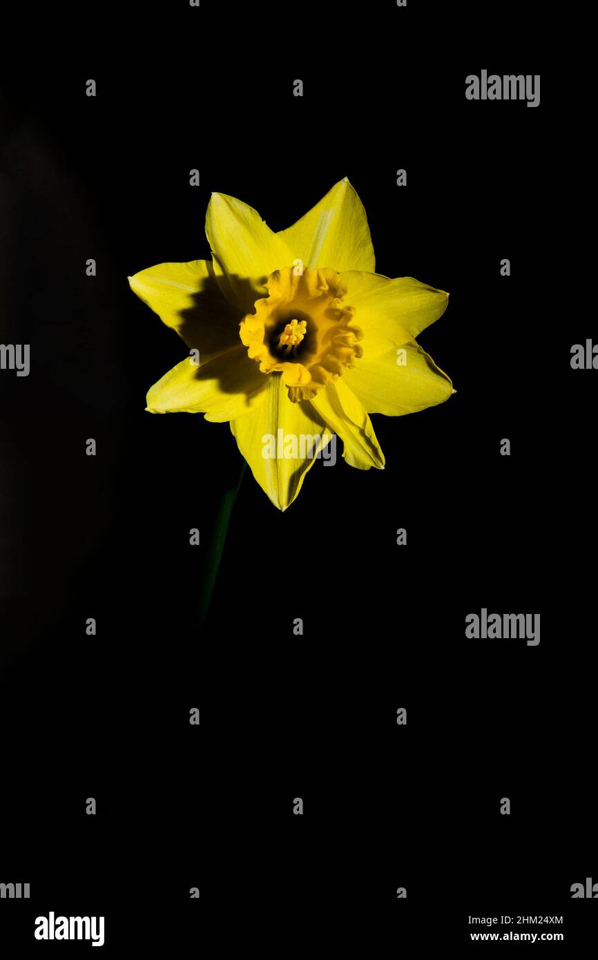 Narcissus giallo daffodil isolato su sfondo nero Foto Stock