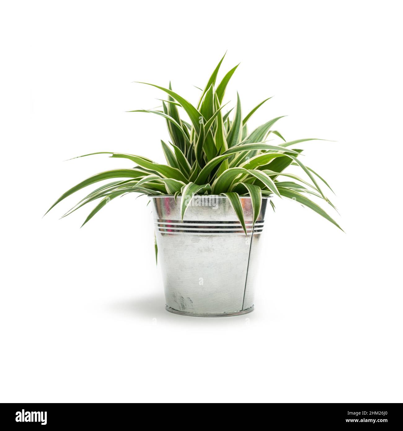 Verde pianta in vaso isolato su sfondo bianco Foto Stock