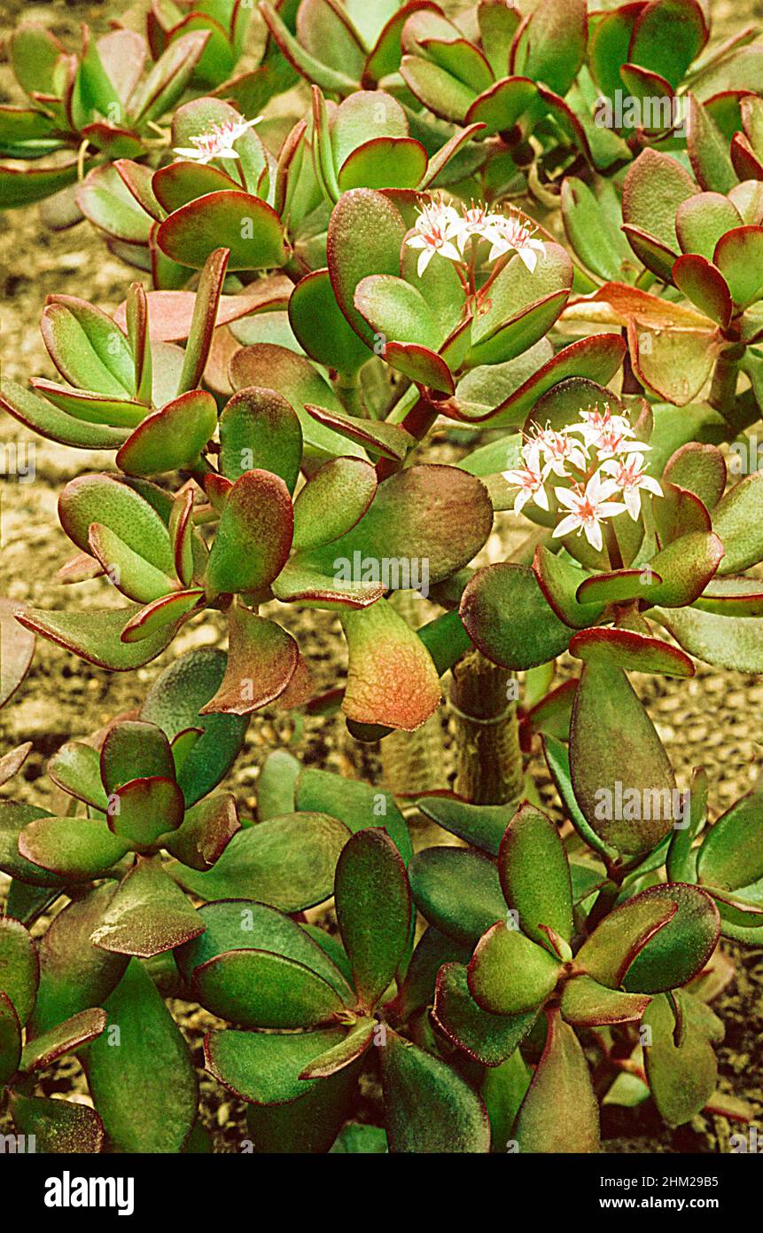 Crssula ovata Pink Beauty un succulento arbusto sempreverde perenne con stella a forma di fiori bianchi a rosa in autunno ed è gelo tenero casalinga ideale Foto Stock
