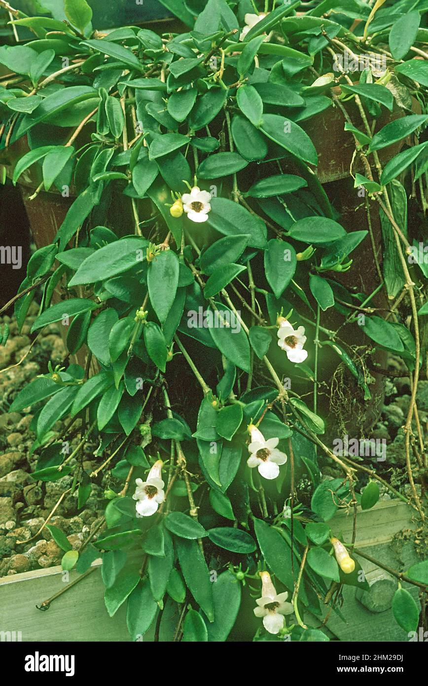 Codonanthe gracilis un arbusto sempreverde epifitico strisciante perenne con fiori bianchi coltivati come una casalinga in paniere appeso ecc ed è gelo tenero Foto Stock