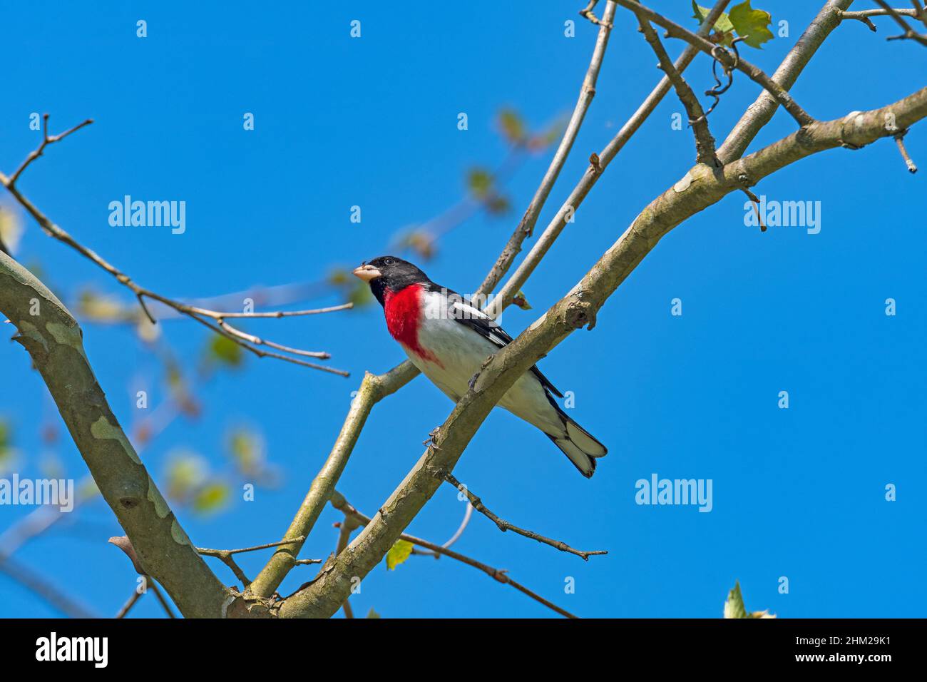 Una rosa Breasted Grossbeak con insetti nel suo Bill in Cuyahoga Valley National Park in Ohio Foto Stock