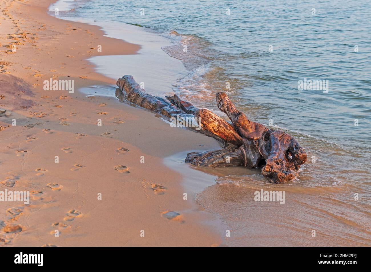 Battered Log on a Sandy Beach sul lago Michigan vicino Montague, Michigan Foto Stock
