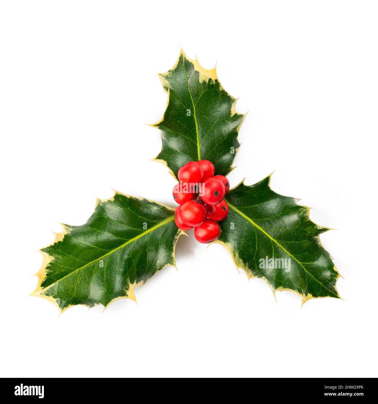 Unione Holly (Ilex aquifolium) foglie e frutta Foto Stock