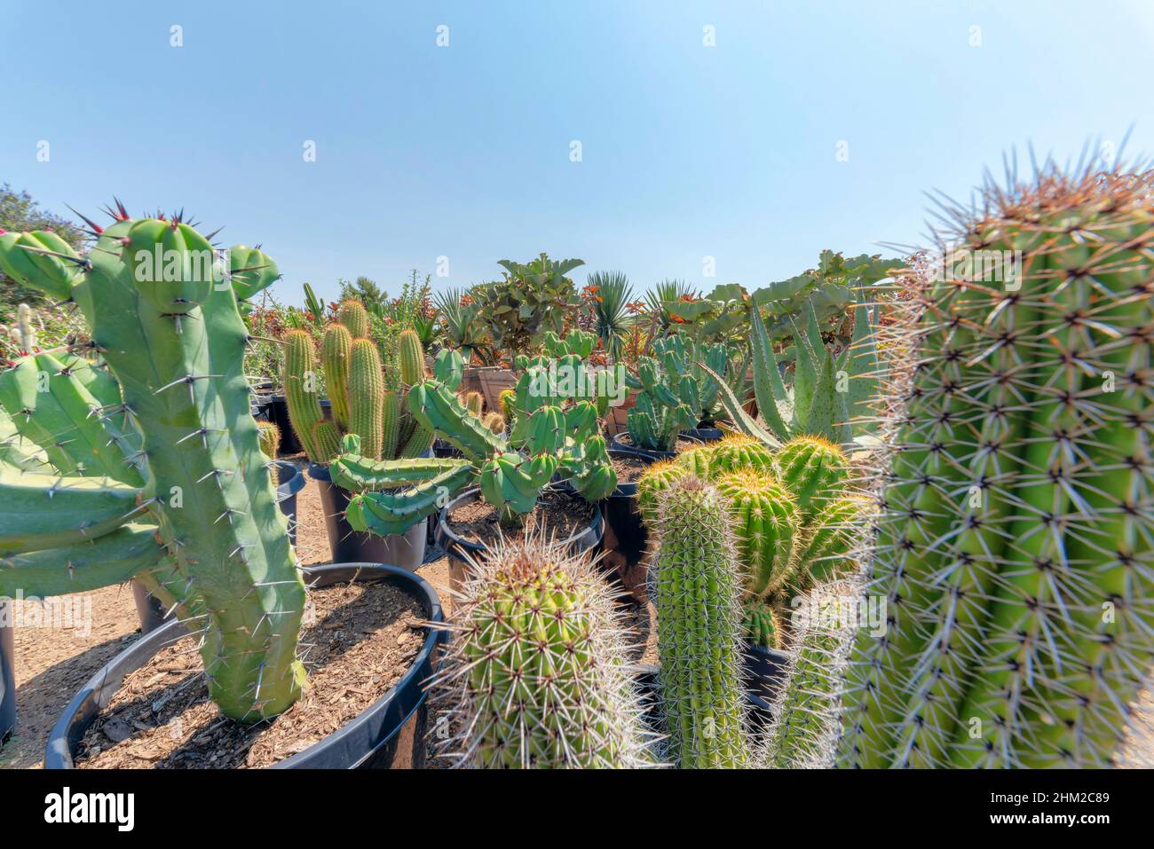 Diversi tipi di cactus grandi in un vaso di tipo a secchio nero Foto Stock