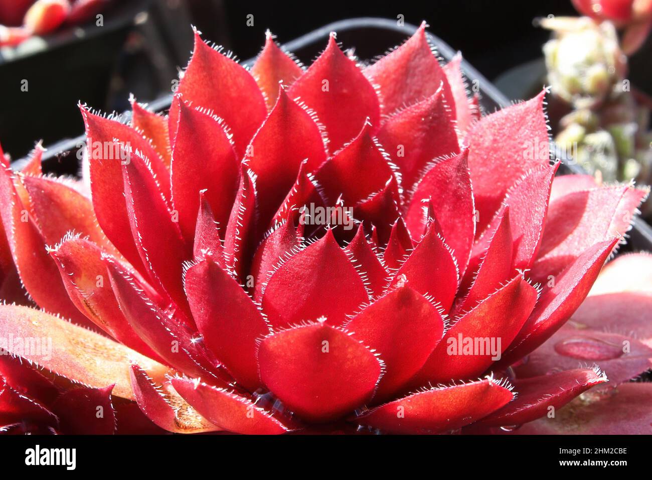 Primo piano di vista di galline e pulcini succulenti piante Foto Stock