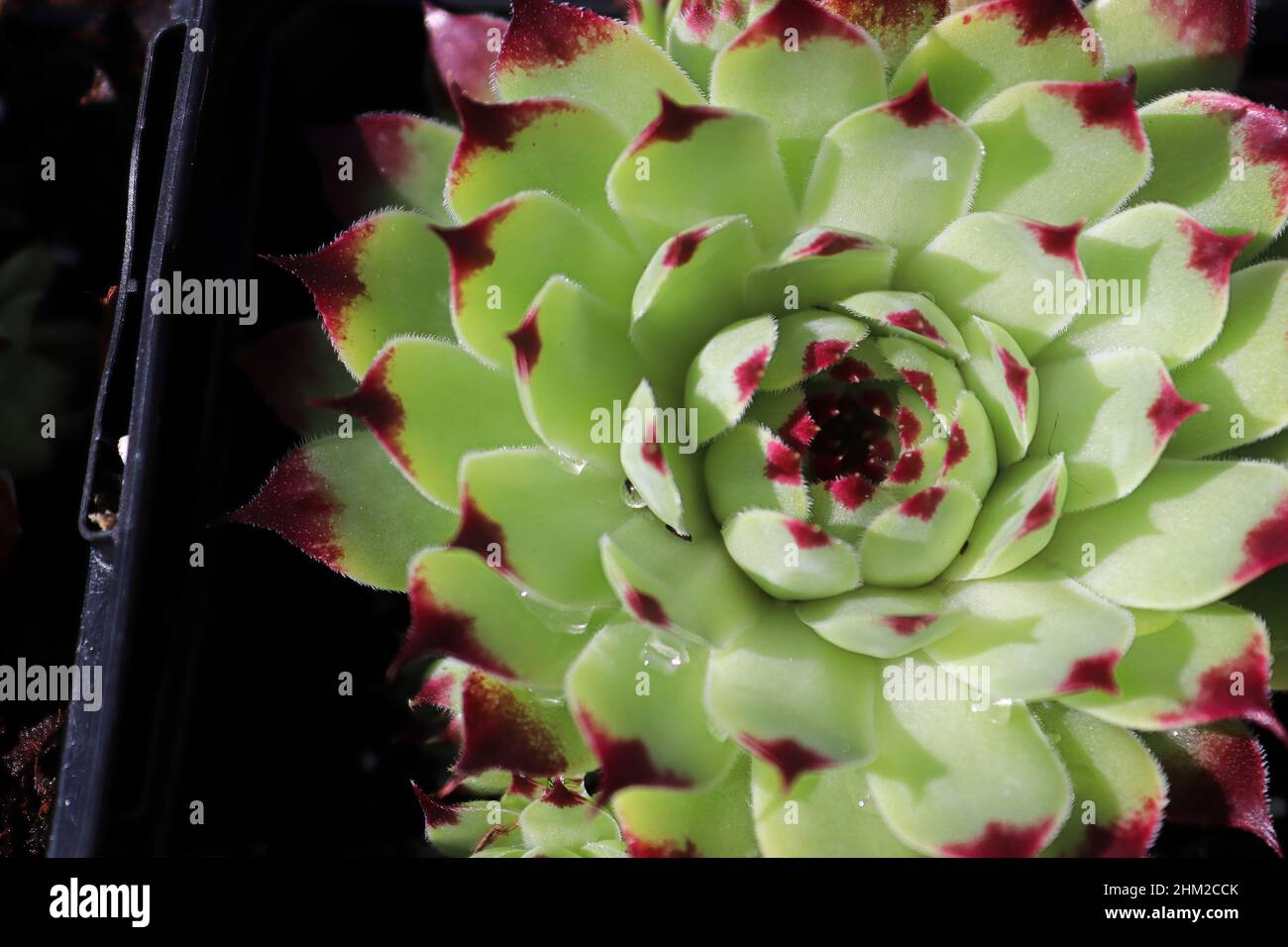 Primo piano di vista di galline e pulcini succulenti piante Foto Stock