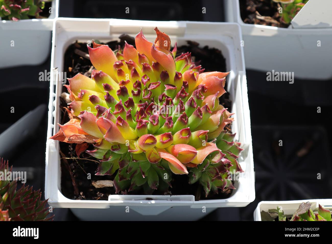 Primo piano di vista di galline e pulcini succulenti piante Foto Stock