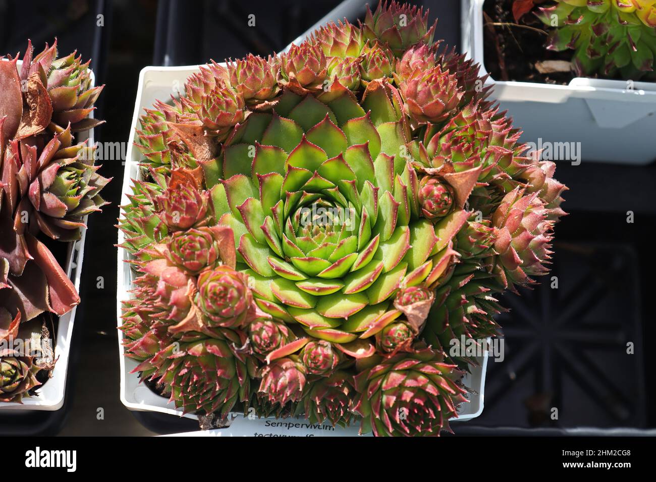 Primo piano di vista di galline e pulcini succulenti piante Foto Stock