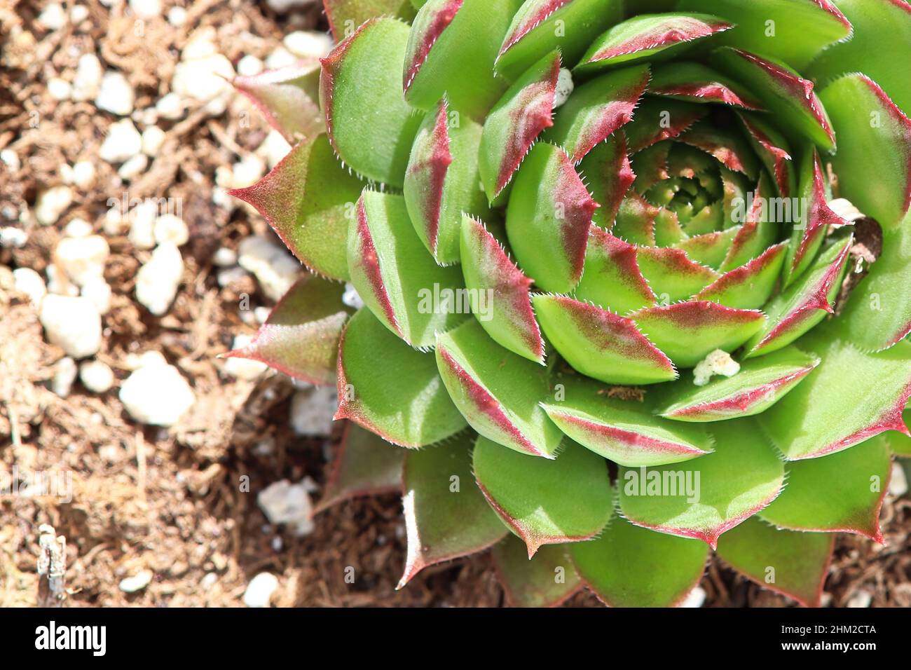 Primo piano di vista di galline e pulcini succulenti piante Foto Stock