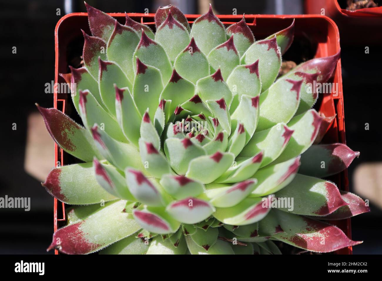 Primo piano di vista di galline e pulcini succulenti piante Foto Stock
