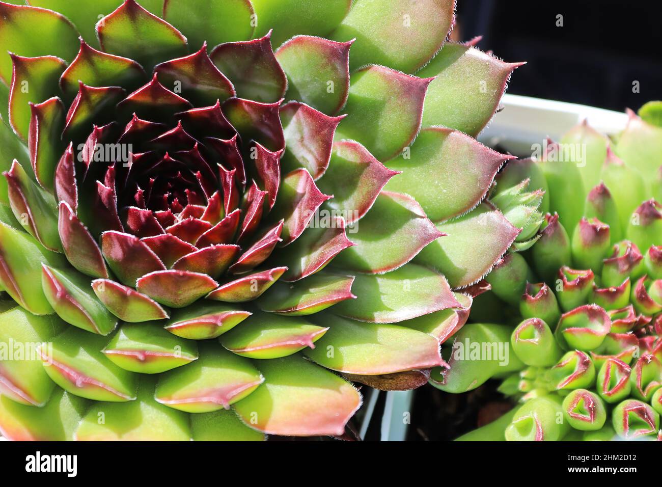 Primo piano di vista di galline e pulcini succulenti piante Foto Stock