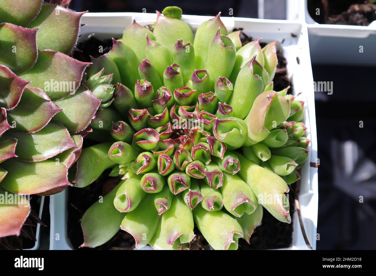 Primo piano di vista di galline e pulcini succulenti piante Foto Stock