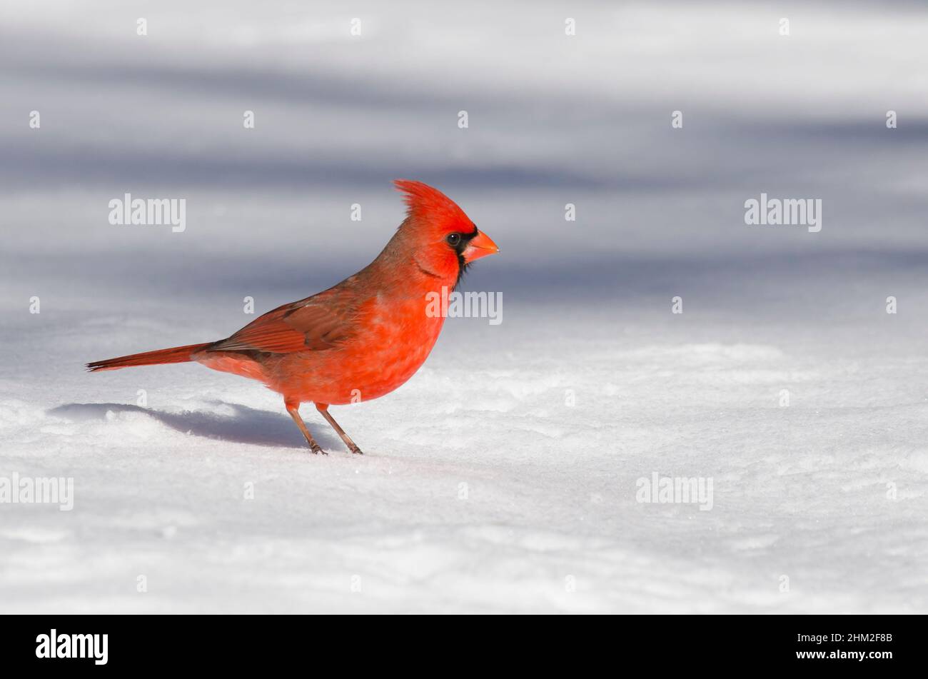 Cardinale settentrionale, Cardinalis cardinalis, maschio foraging in inverno Foto Stock