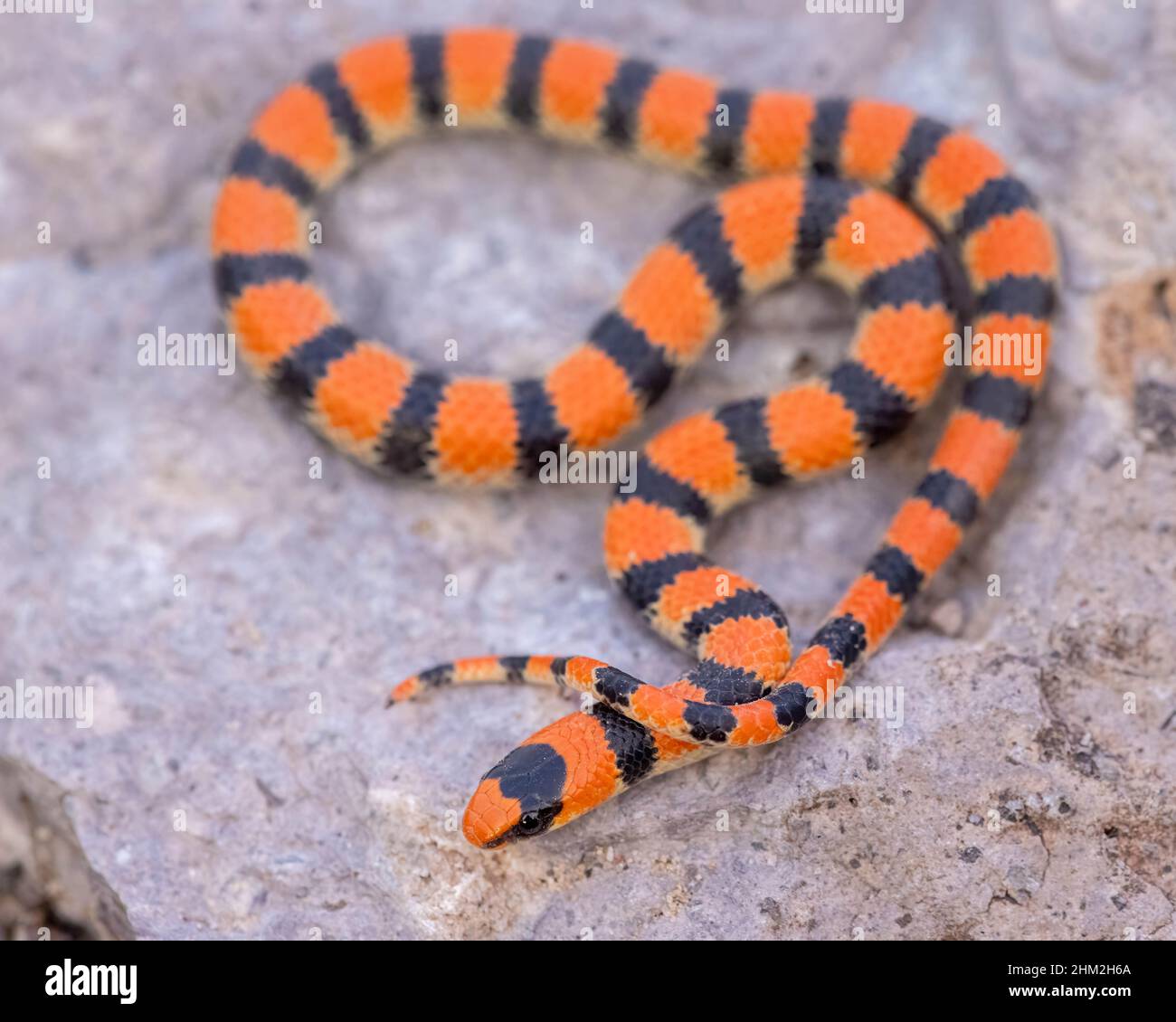 Ground Snake, Bosque del Apache National Wildlife Refue, New Mexico, USA. Foto Stock