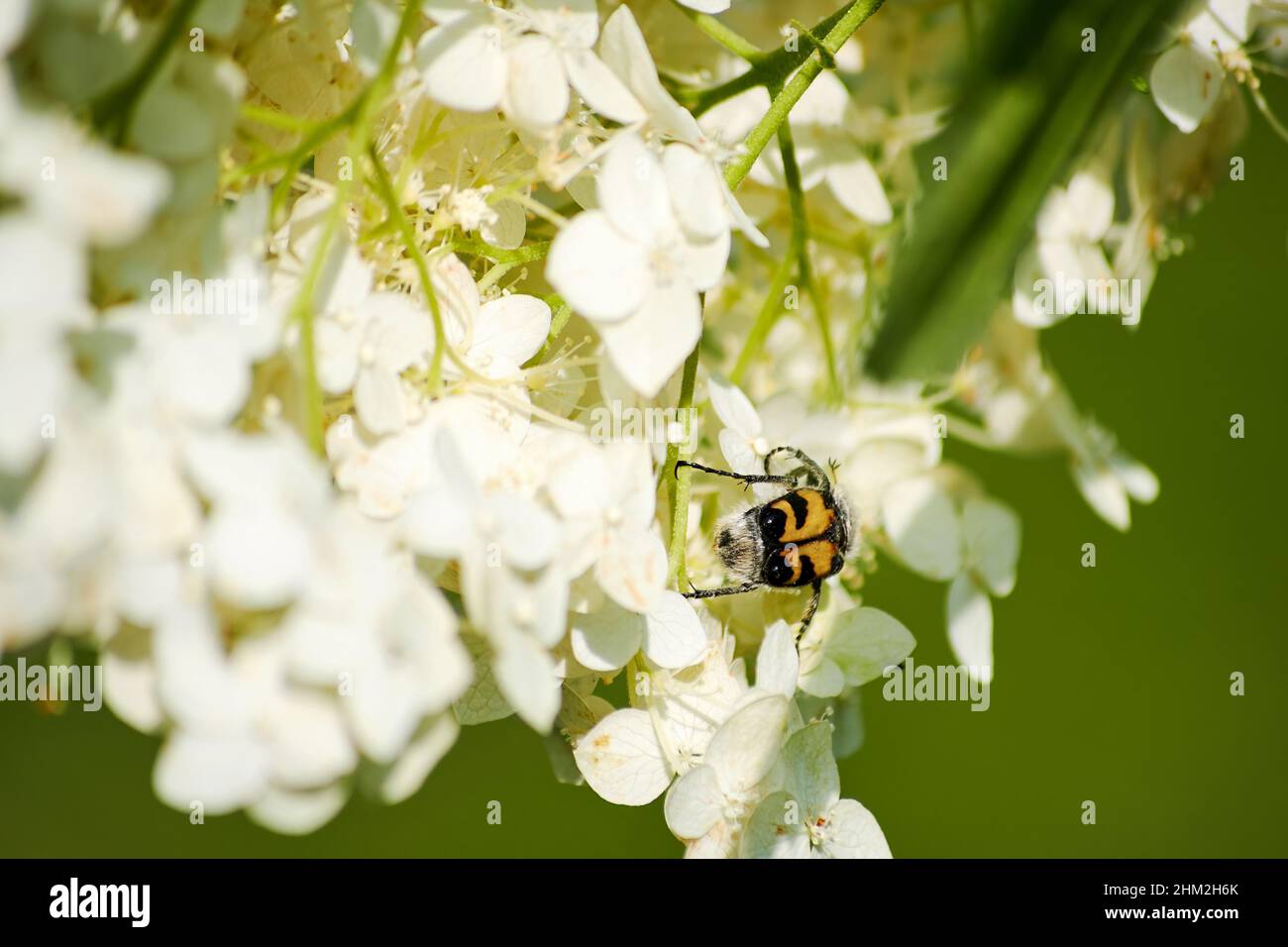 Jewel Beetle sul fiore bianco fiori raccogliere polline primavera con uno sfondo sfocato. Insetti ed animali nel selvaggio Foto Stock