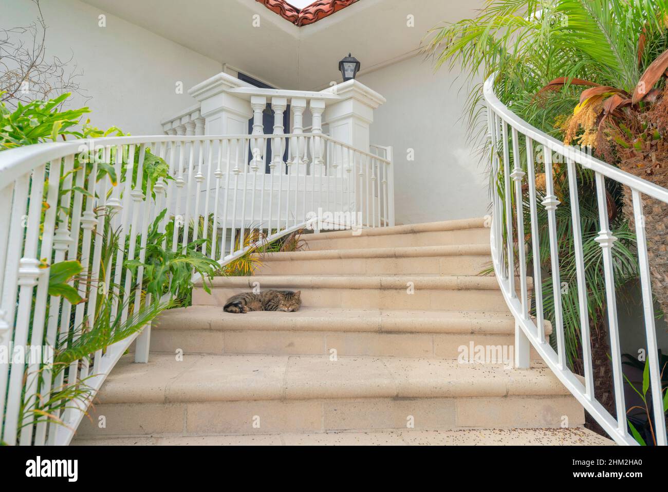 Gatto dormiente su una scala di cemento a Oceanside, California Foto Stock
