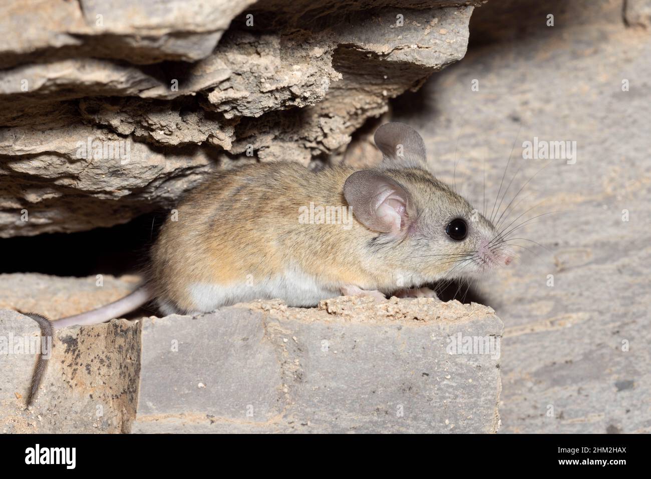 Cactus mouse, (Peromyscus eremicus), Sierra co., New Mexico, USA. Foto Stock
