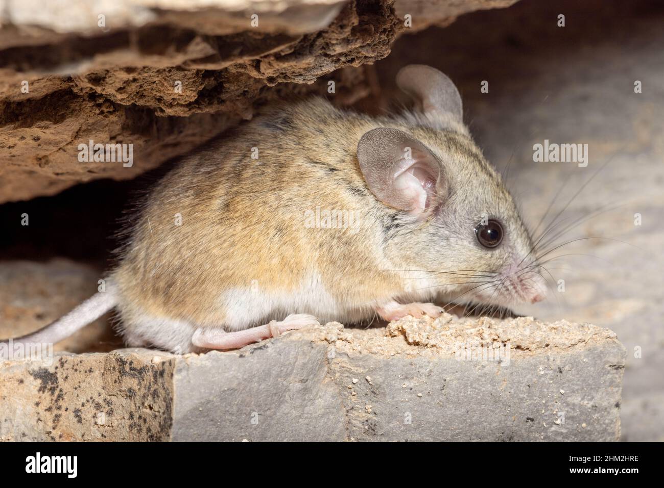 Cactus mouse, (Peromyscus eremicus), Sierra co., New Mexico, USA. Foto Stock