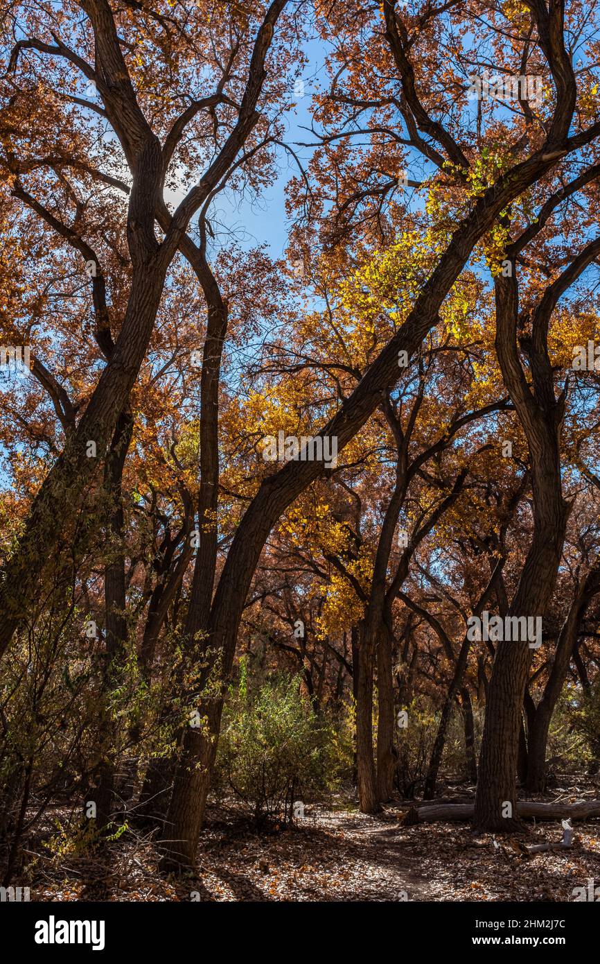 Flora lungo il Rio grande Bosque attraverso Albuquerque, New Mexico Foto Stock