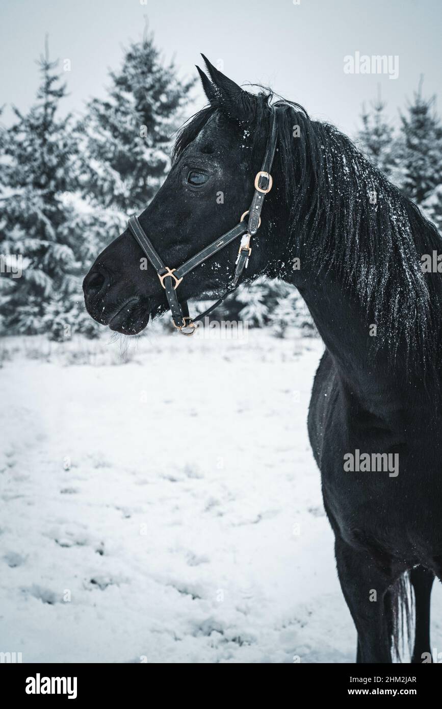 Un ritratto in scala di grigi di un cavallo arabo nero in un paesaggio innevato alberi nella foresta Foto Stock