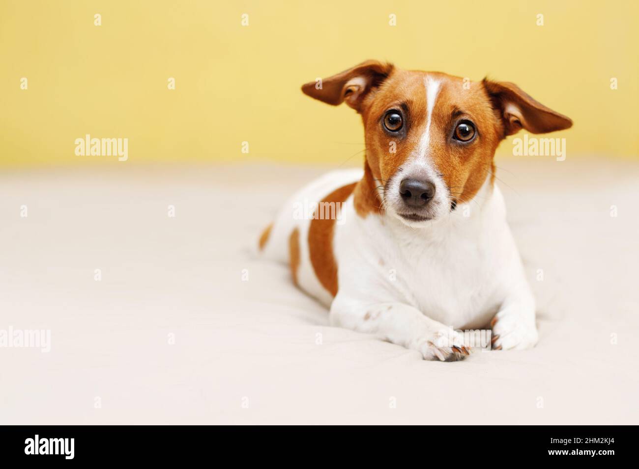 Carino jack russell cane sdraiato sul letto e guardando in macchina fotografica. Foto Stock