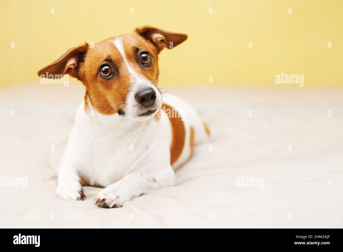 Carino jack russell cane sdraiato sul letto. Foto Stock