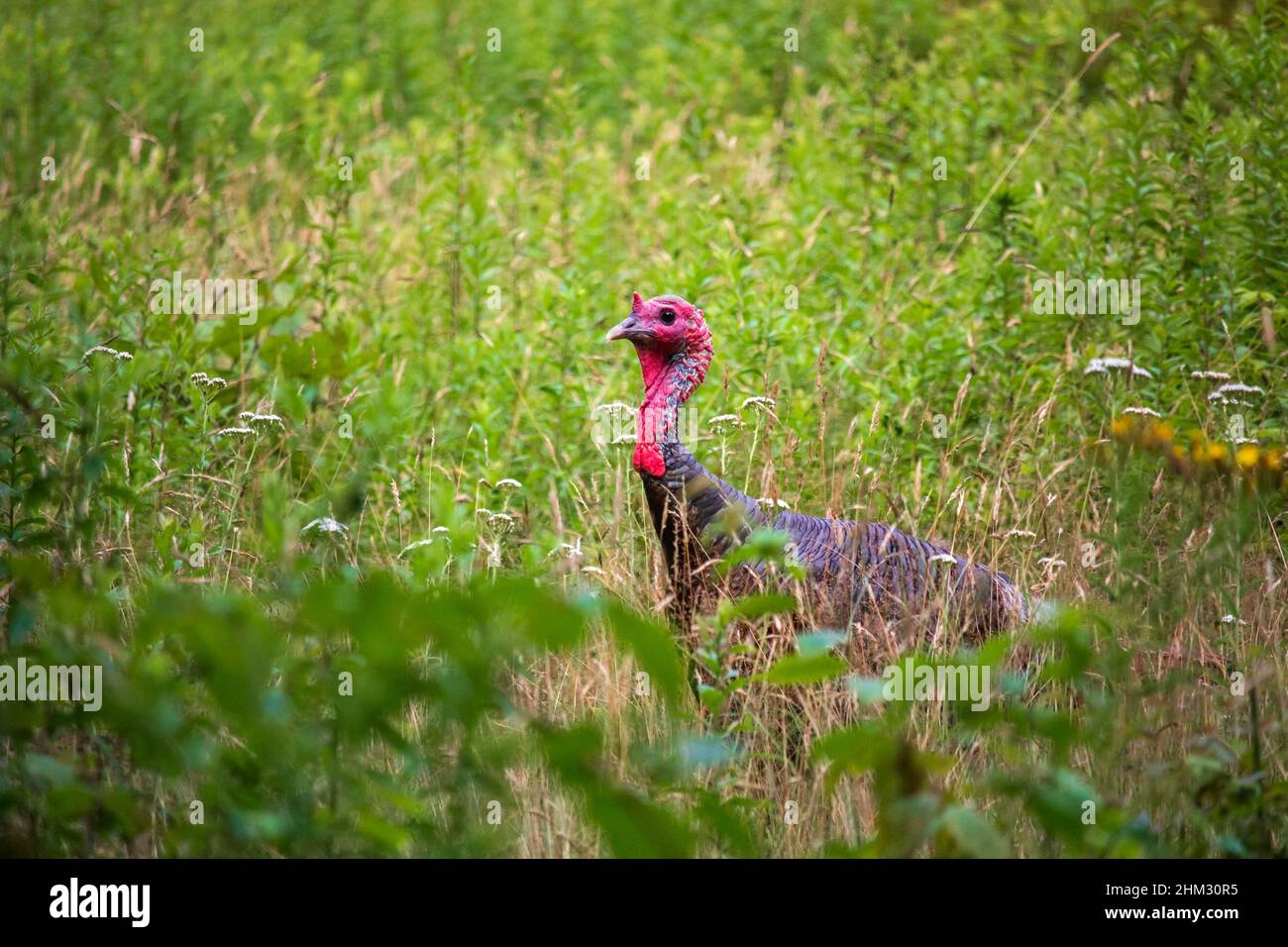 Un maschio selvaggio Turchia nella vegetazione alta di un prato estivo selvaggio in Pennsylvania Pocono Mountains. Foto Stock