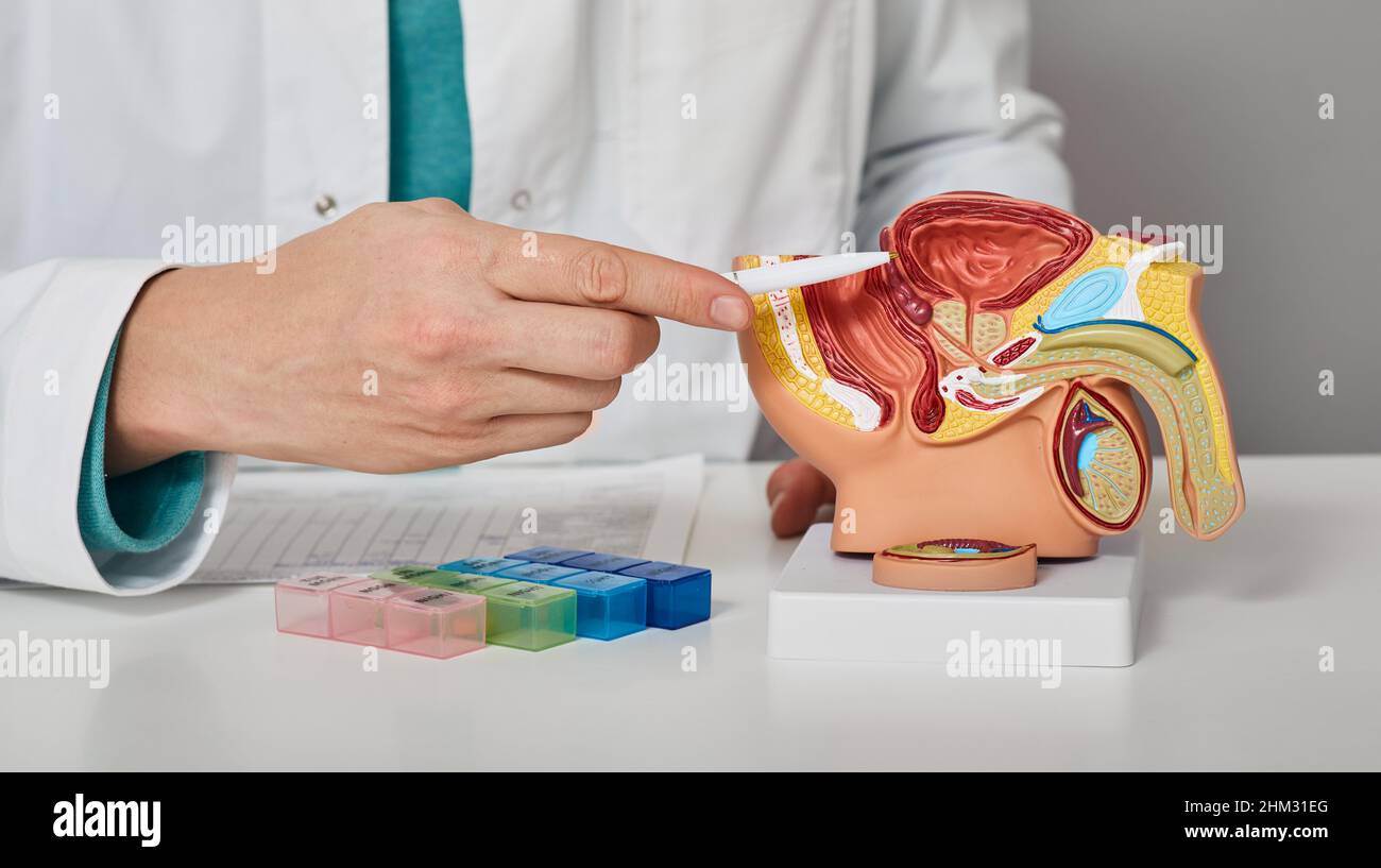 Urologia, trattamento delle malattie maschili e prostatite. Consultazione di un urologo maschile per un paziente con prostatite. Modello anatomico del reprod maschio Foto Stock