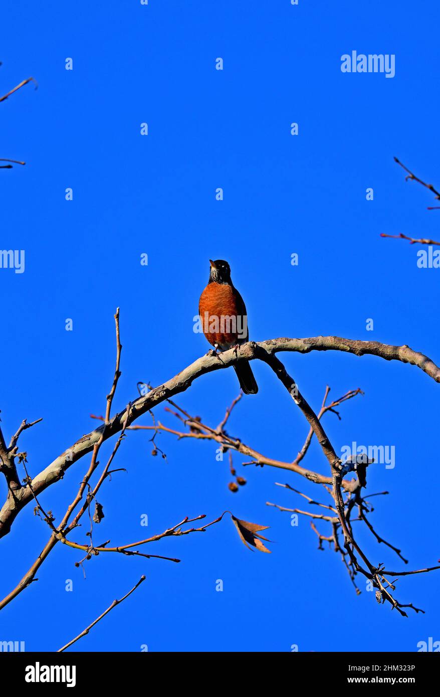 American Robin - Turdus migratorius Foto Stock