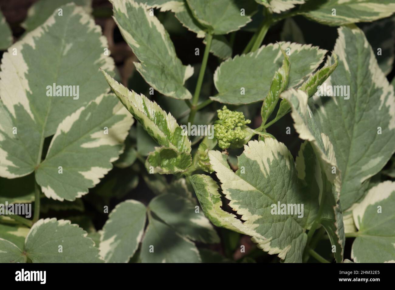 sambuco terreno variegato che cresce in un giardino Foto Stock