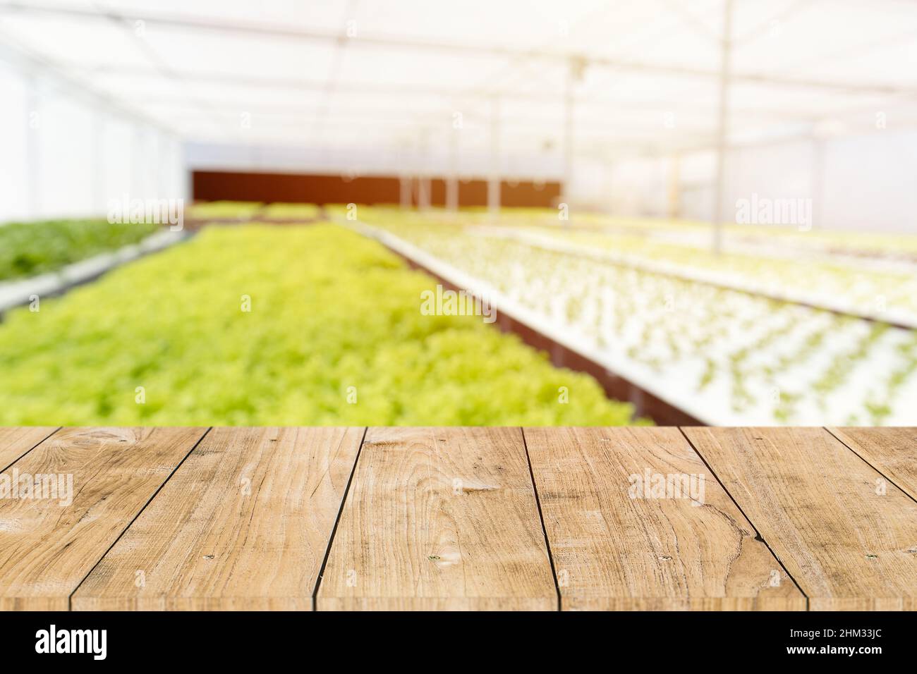 Hydroponics pianta alimentare farm sfocato con spazio tavolo in legno per agricoltura pubblicità montaggio sfondo. Foto Stock