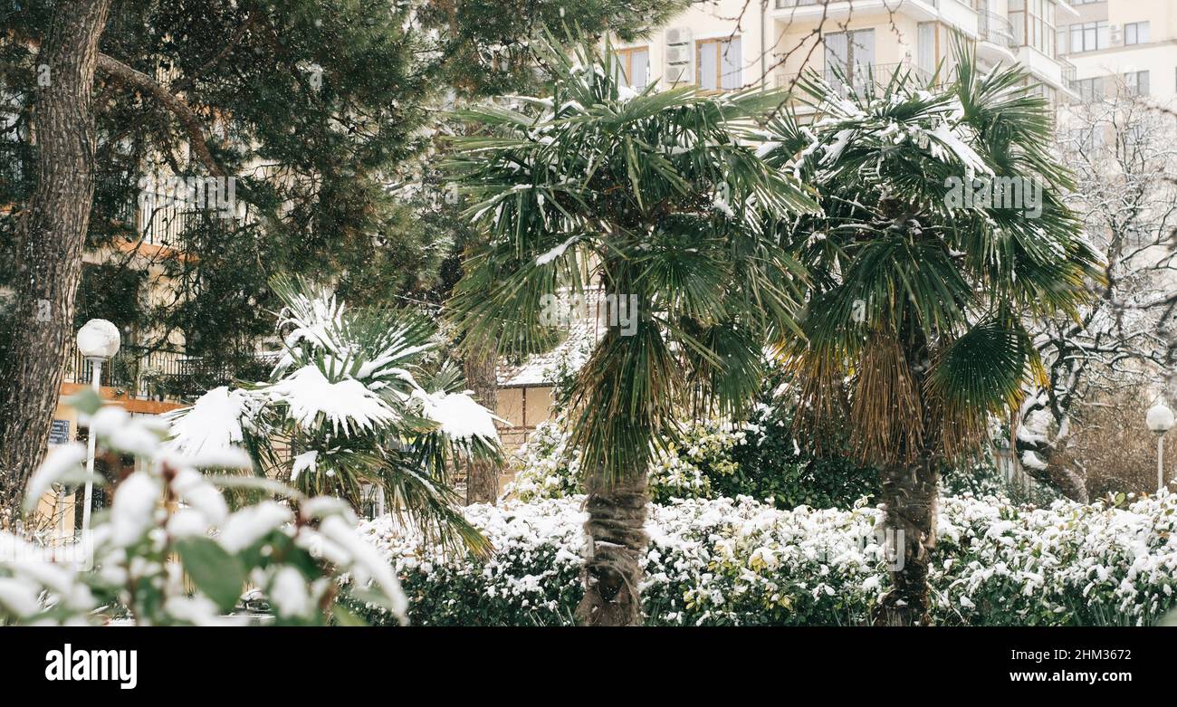 Le piante di palma verdi estive sono coperte di neve. Foto Stock