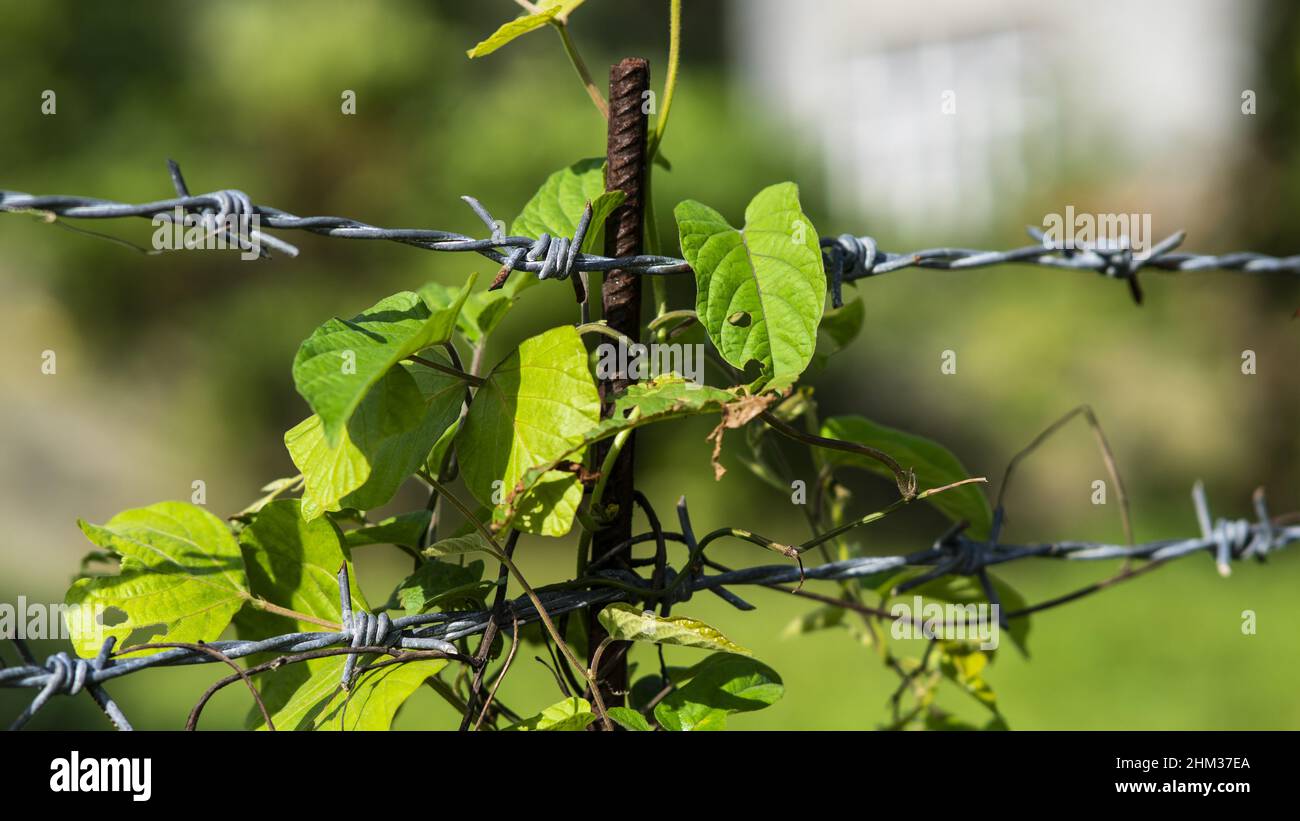 Fuoco poco profondo di piante verdi sul filo del barbed con giardino sfocato all'aperto Foto Stock