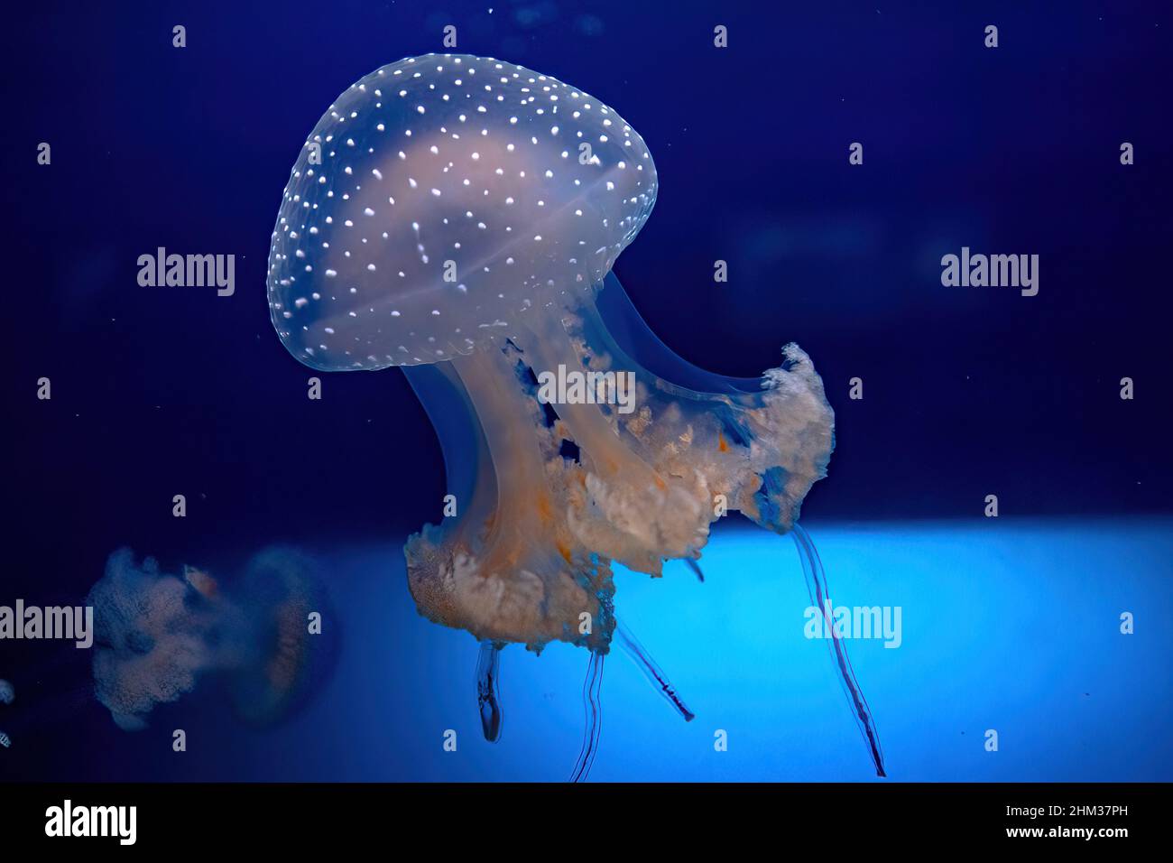 Pesci meduse australiani di acquario galleggiante in acqua. Phyllorhiza punctata specie che vivono in acque tropicali del Pacifico occidentale da Foto Stock