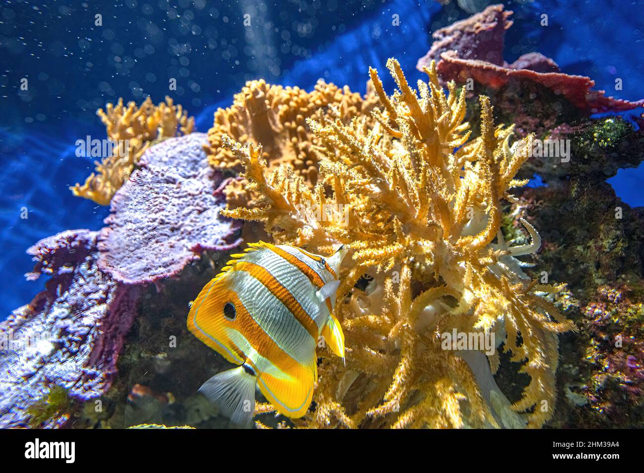 Pesce farfalla Copperband o pesce corallo becco nella barriera corallina. Chelmon rostratus specie di pesce farfalla appartenente alla famiglia Chaetodontidae. Vivere Foto Stock