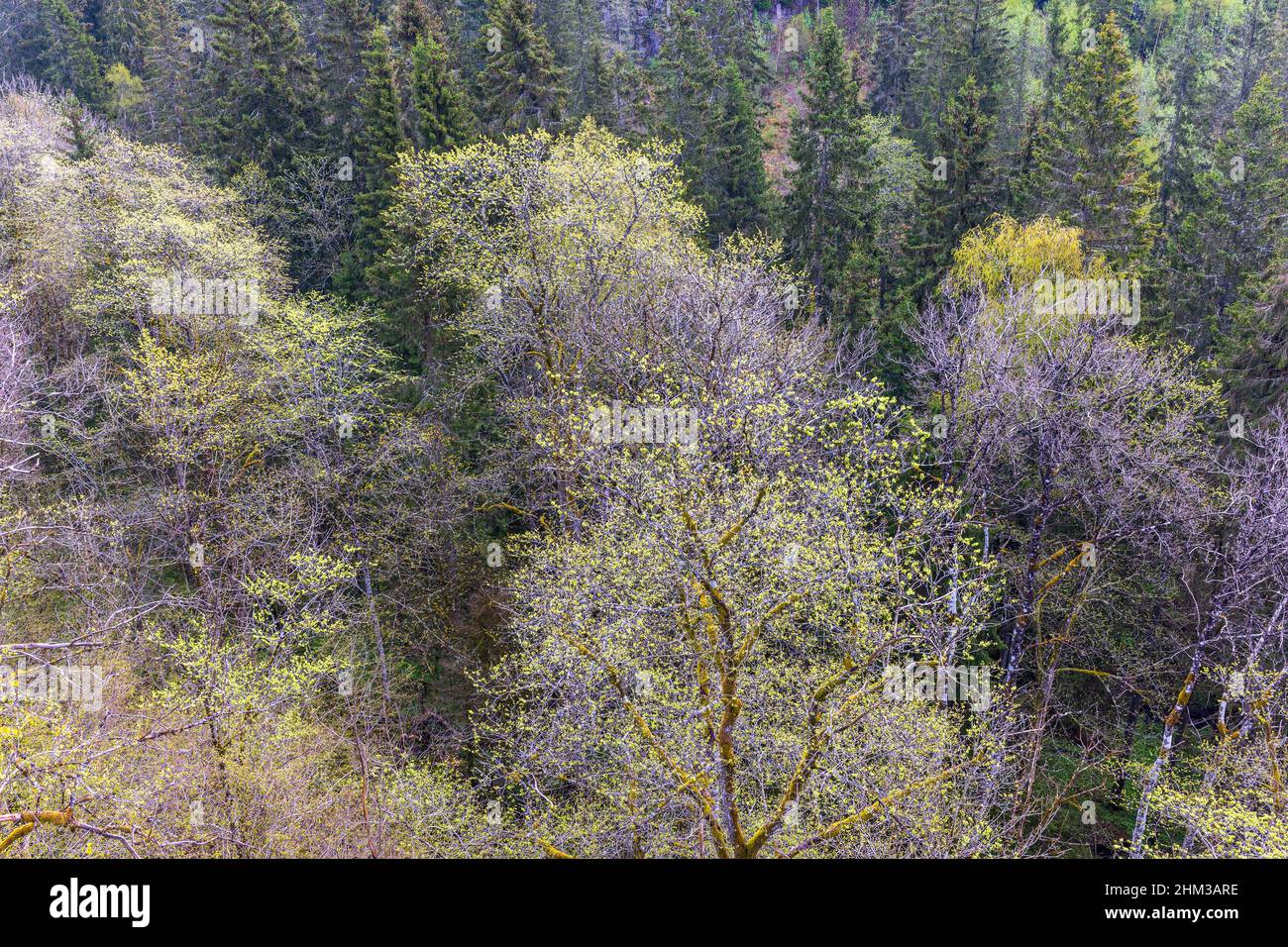 Germogliando foresta mista in primavera Foto Stock