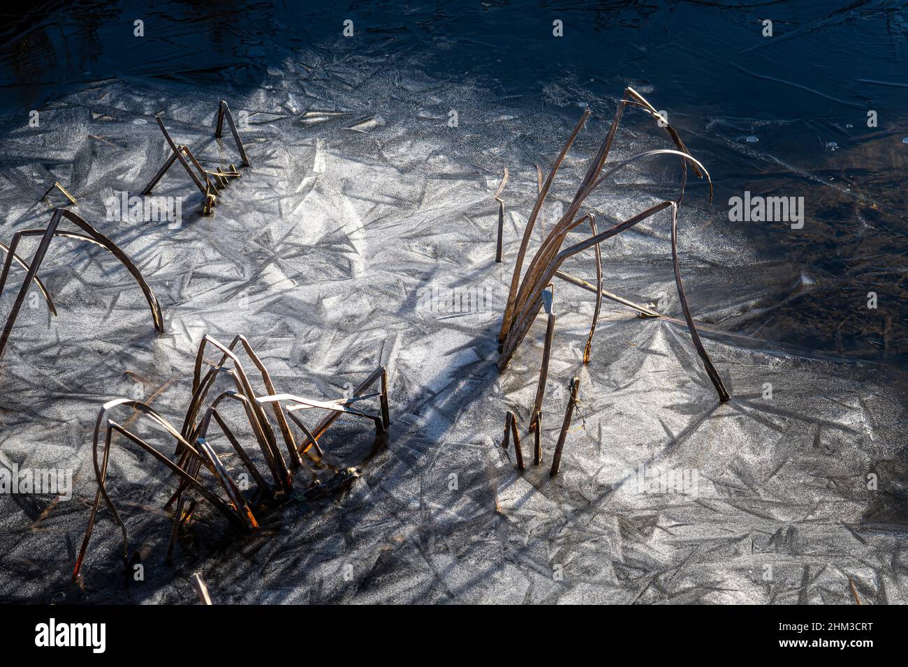 Piante acquatiche secche intrappolate nel ghiaccio invernale. I primi raggi di un sole invernale scaldano la superficie ghiacciata. Pantano Zittola, montenero Valcocchiara, Molise Foto Stock
