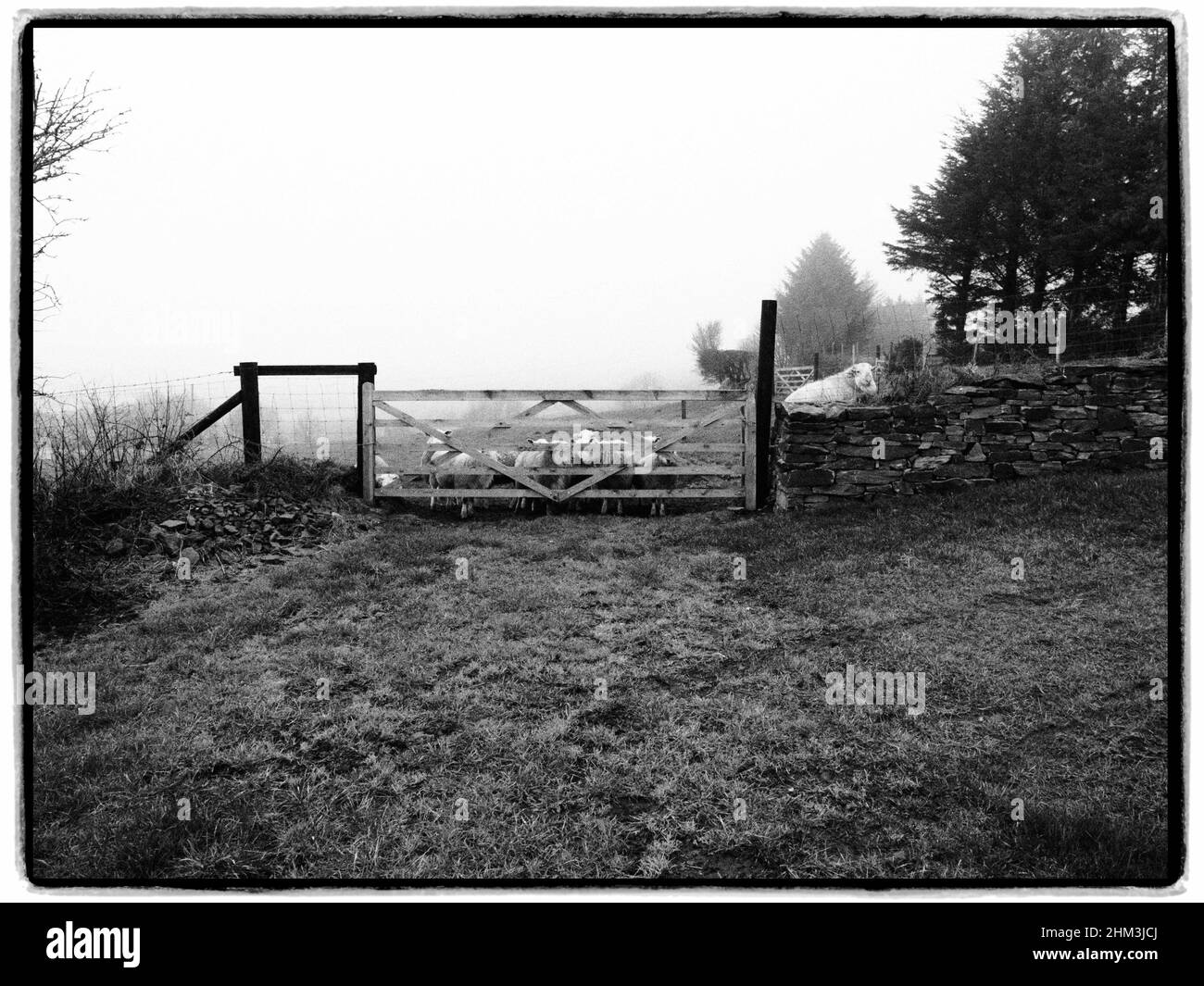Pecora che guarda sopra. Llangeinor, Bridgend, Galles Foto Stock
