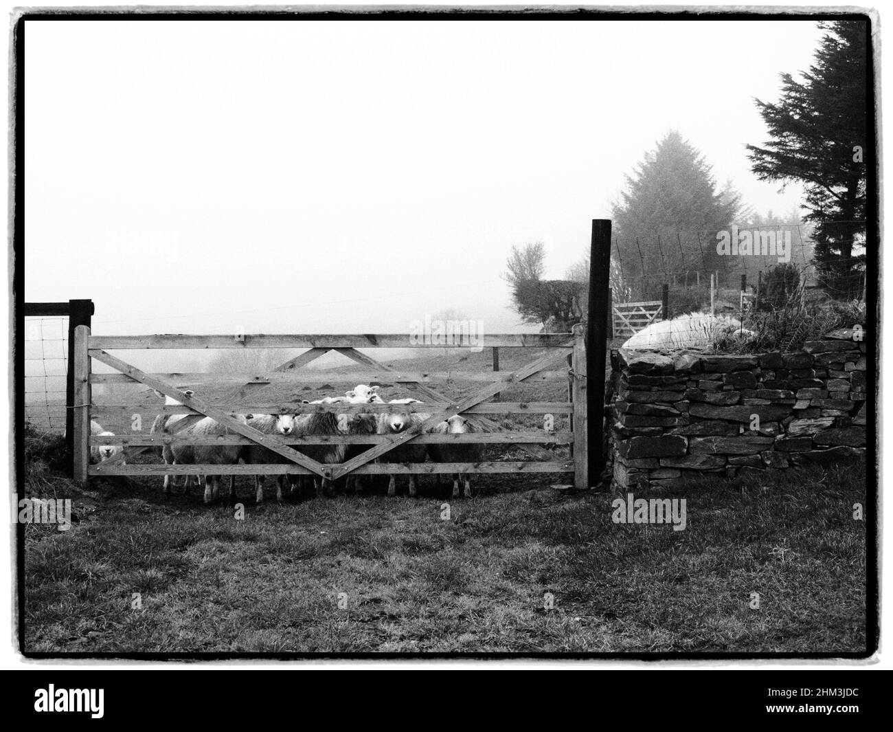 Pecora che guarda sopra. Llangeinor, Bridgend, Galles Foto Stock