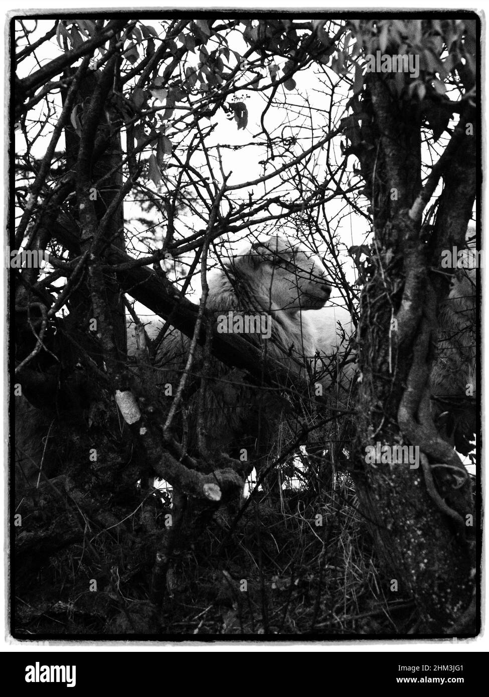 Pecora che guarda sopra. Llangeinor, Bridgend, Galles Foto Stock