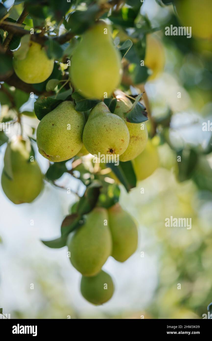 Pera biologica 'Pera Rocha' dal Portogallo Foto Stock