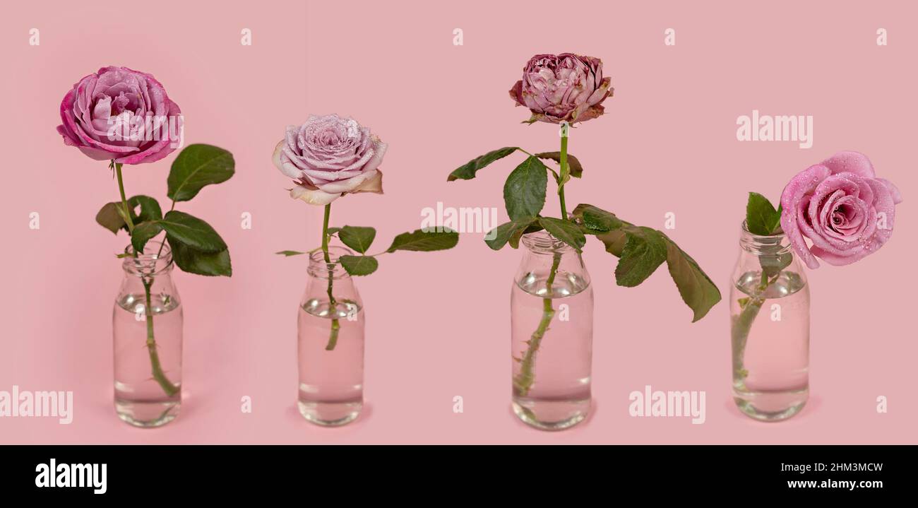 fiori freschi di rose in vaso di vetro con acqua su sfondo rosa Foto Stock