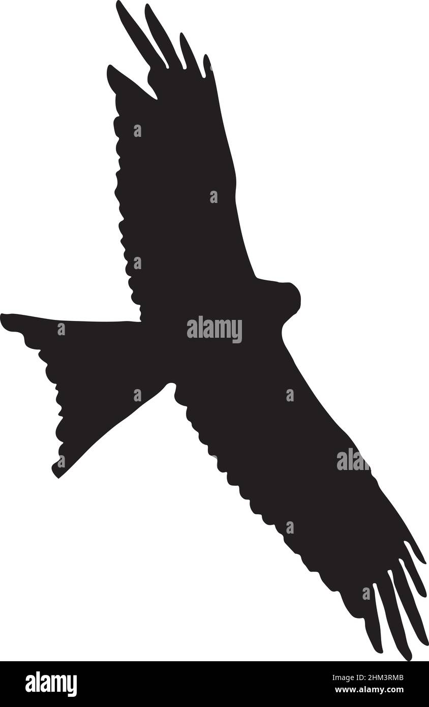 Immagine vettoriale di un uccello rosso di aquilone in volo creata isolando il contorno dell'uccello da una foto e applicando il riempimento nero. Illustrazione Vettoriale