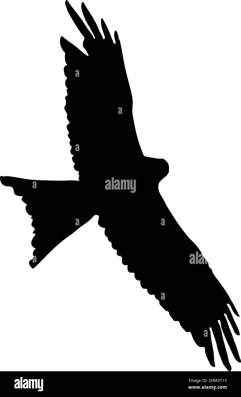 Uccello rosso aquilone in illustrazione di volo creato isolando il contorno dell'uccello da una fotografia e applicando il riempimento nero. Foto Stock