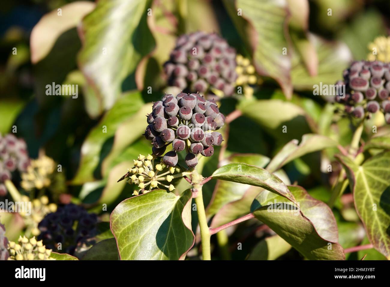 Bacche viola mature di edera comune Foto Stock