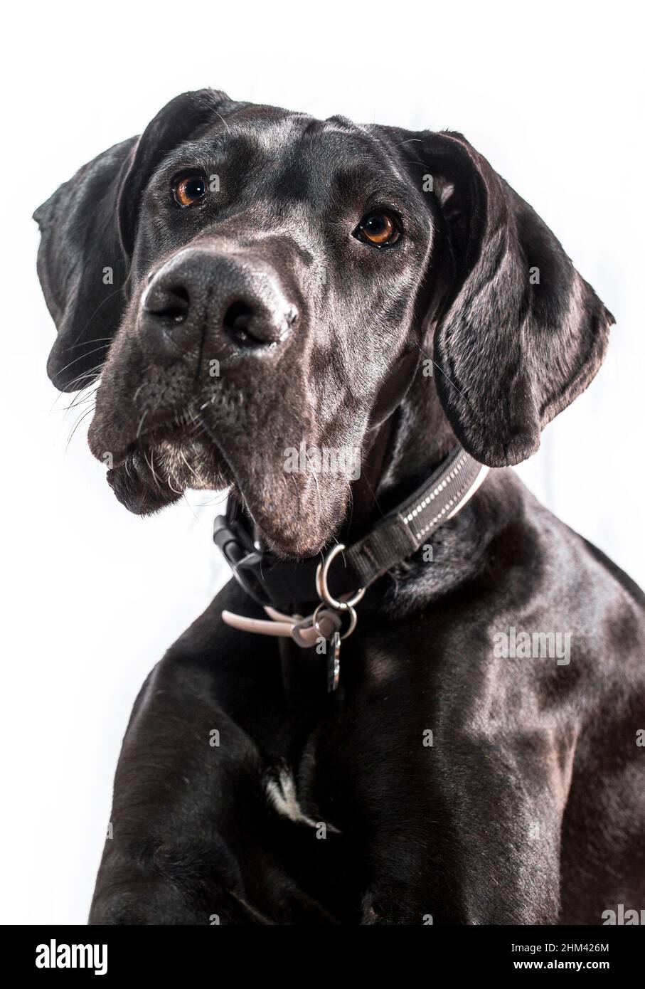 Grande ritratto di cane Dane, una delle razze più grandi del mondo. Giovane donna nera. Isolato su sfondo bianco Foto Stock