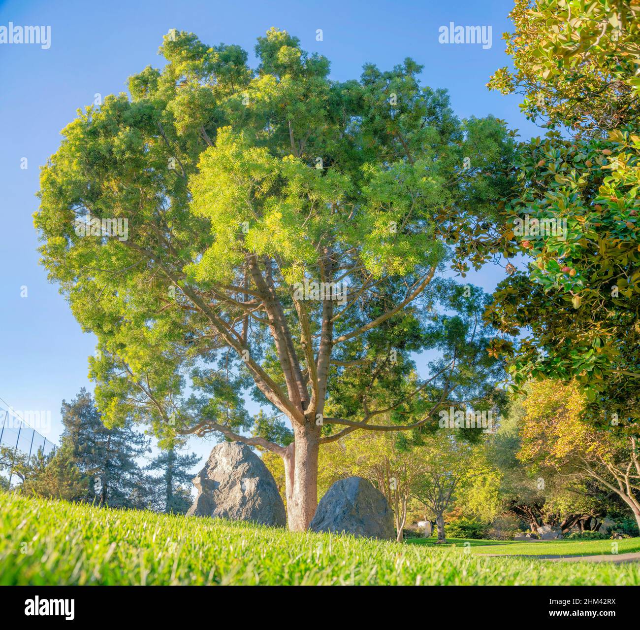 Albero nel mezzo di due grandi rocce su un prato in California Foto Stock