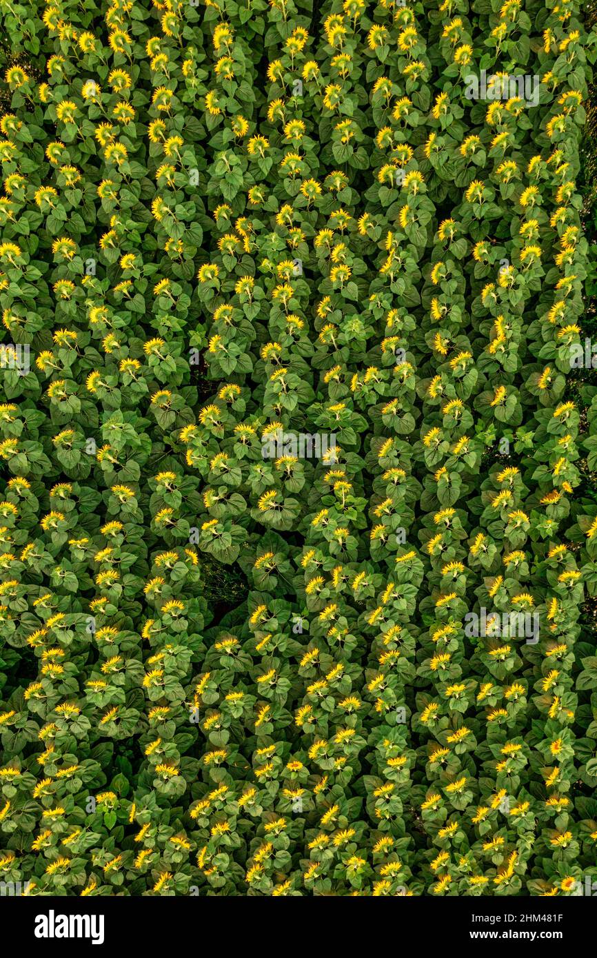 Campo di girasoli. Vista aerea campo agricolo fioritura semi oleosi. Vista dall'alto. Foto Stock