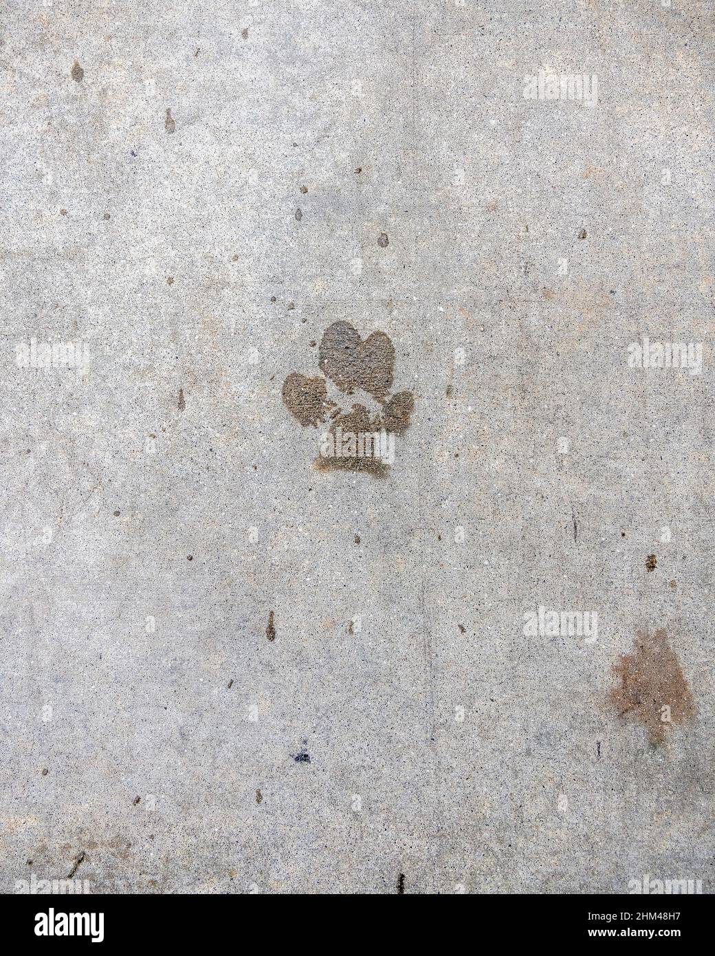 Primo piano di stampe di cani su un marciapiede. Foto Stock