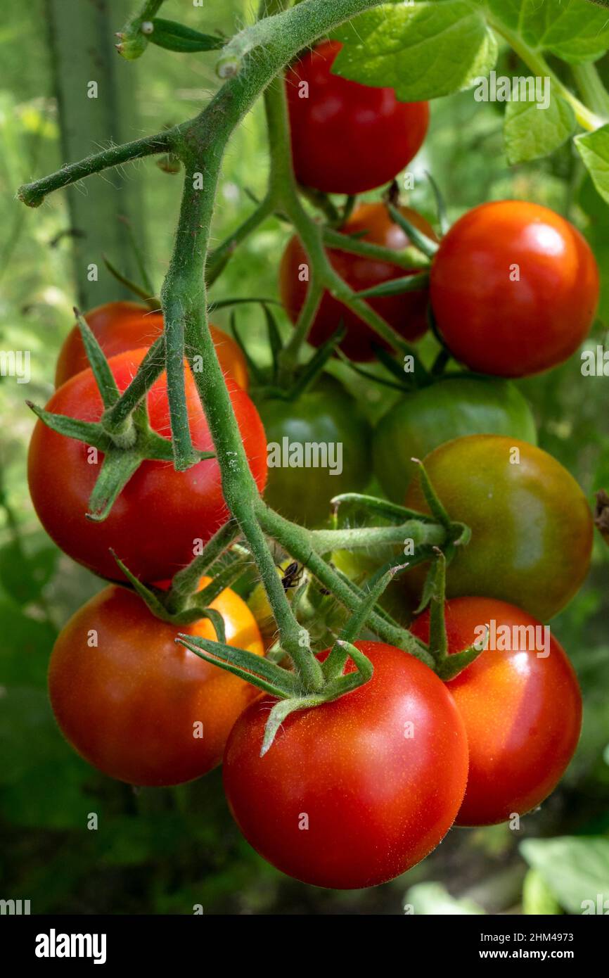 I giardinieri coltivati in casa deliziano i pomodori che crescono e maturano sulla vite. Foto Stock